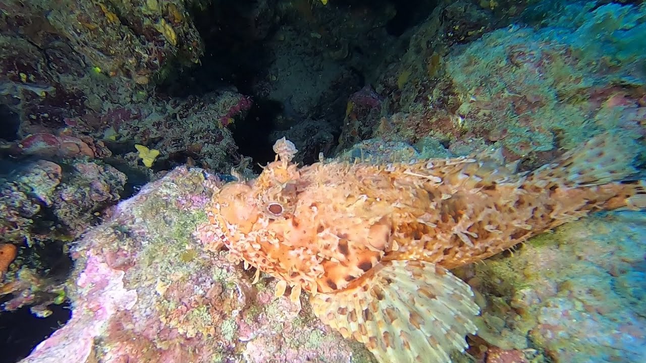İskorpit (Scorpionfish)