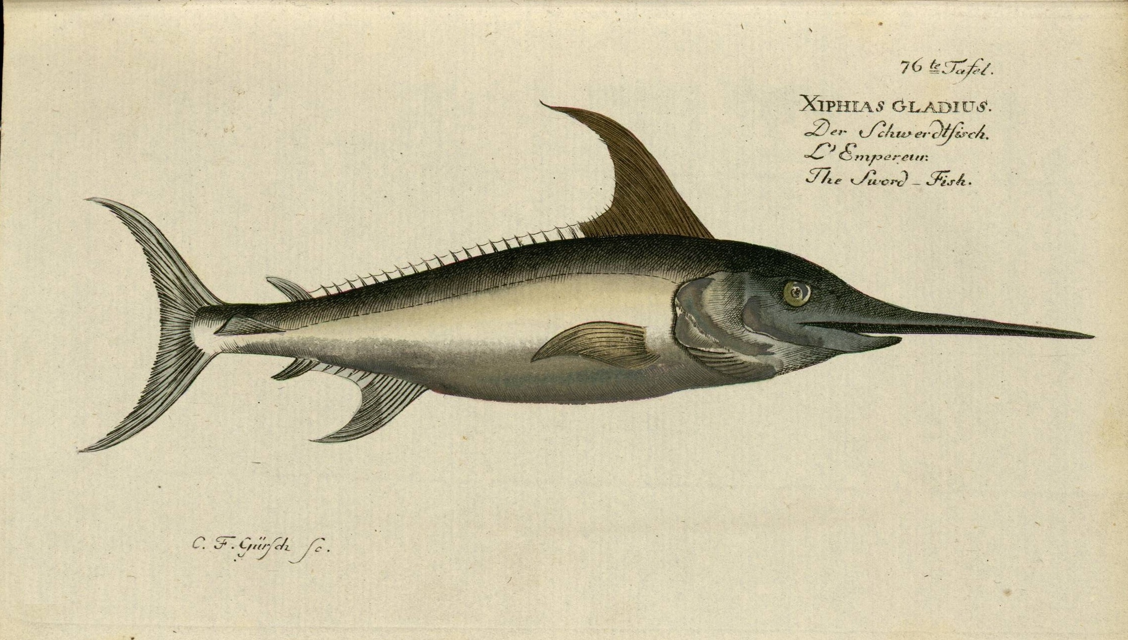 Kılıçbalığı (Swordfish)