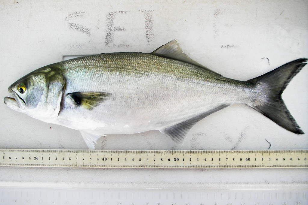 Lüfer (Bluefish)