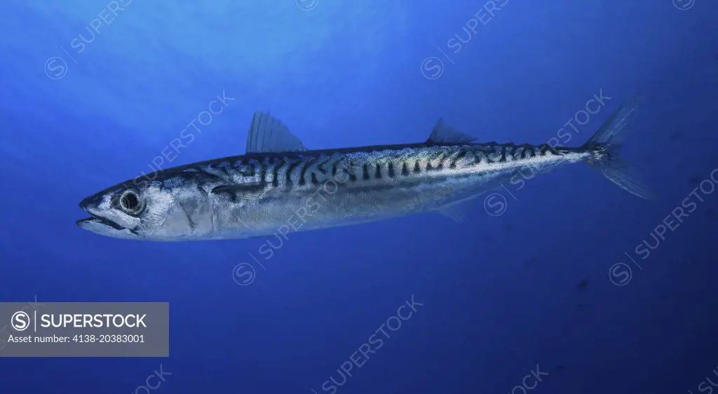 Uskumru (Mackerel)